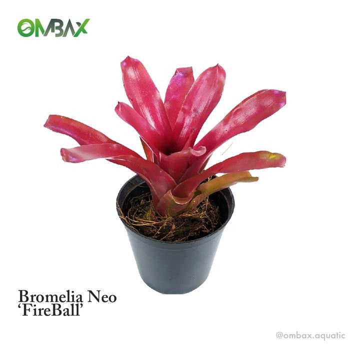 Bromelia FireBall - Tanaman Paludarium