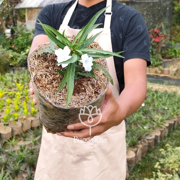 TANAMAN HIAS BUNGA RUELLIA MINI PUTIH