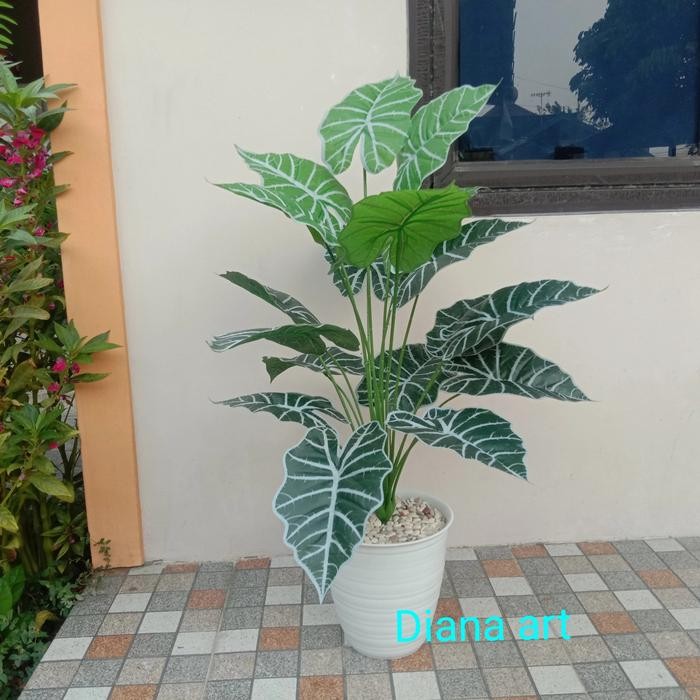 daun keladi#keladi kuping gajah#pohon talas#daun talas#artificial#