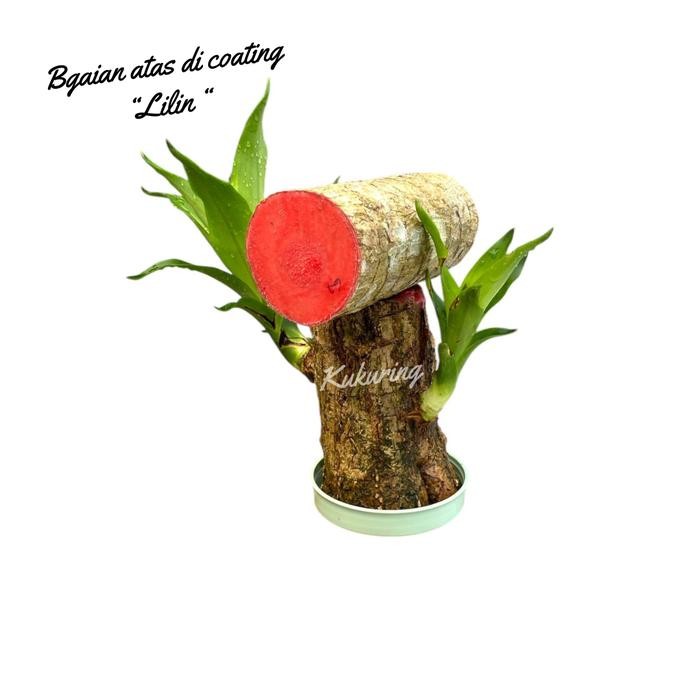 

[Fresh] Bonsai Kayu Andong Hanjuang bakung The Brazilian Wood Plant Dracaena Fragrance T 10 Cm