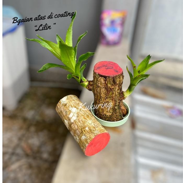 

[Fresh] Oembi Batang Pohon Hanjuang Hijau Brazilian Lucky Wood Bahan Bonsai Unik Tanaman Hias Indor