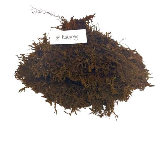 

[Fresh] Moss Hitam Akar Kadaka 1 Kg Media Tanam Anggrek Aglonema Dll