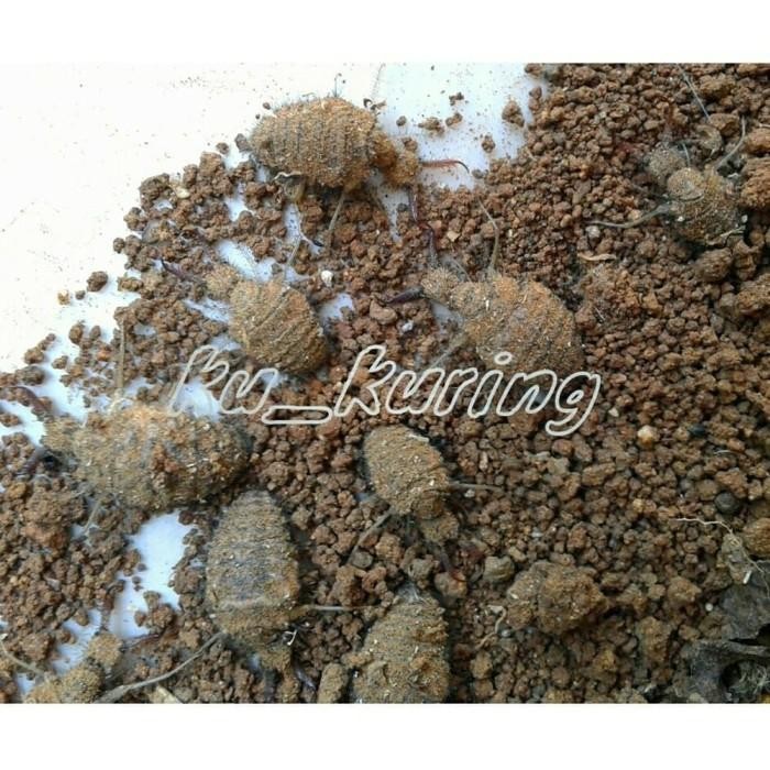 

[Fresh] Undur Undur Hidup Free kapsul