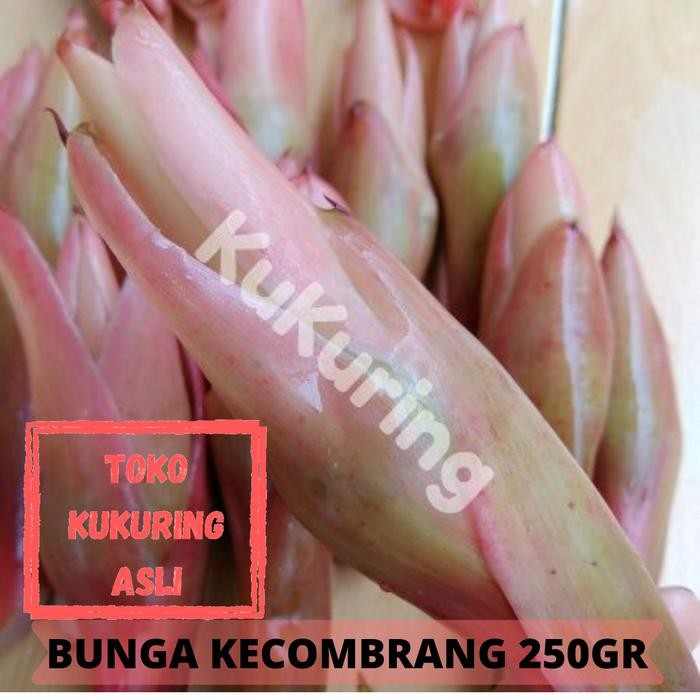 

[Fresh] Bunga kecombrang segar 250gr asam cikala patikala bumbu masak / herbal