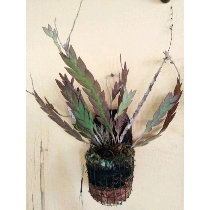 

[Fresh] dendrobium sagitatum