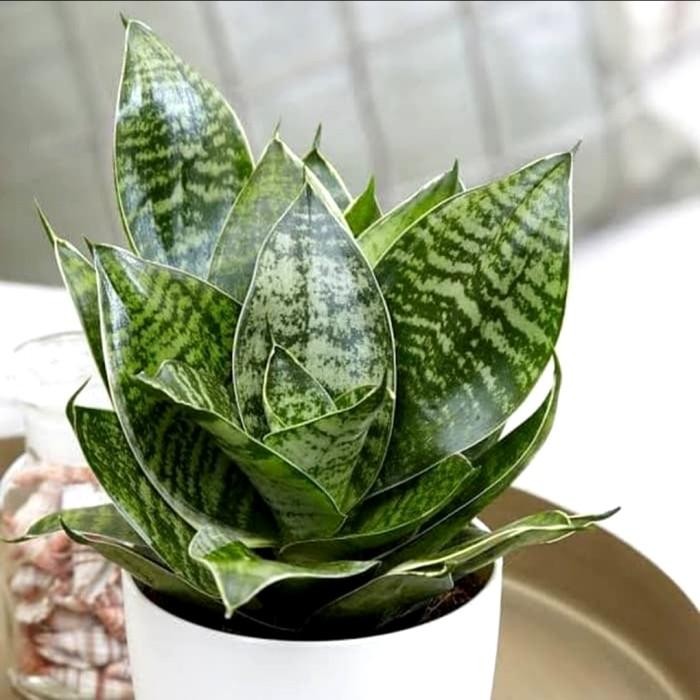 

[Fresh] Promo Tanaman lidah mertua mini/Sansevieria kodok/sensivera hijau
