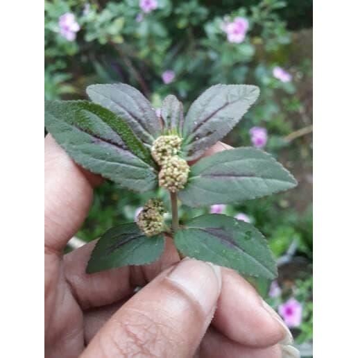 

[Fresh] Terlaris daun patikan kebo segar