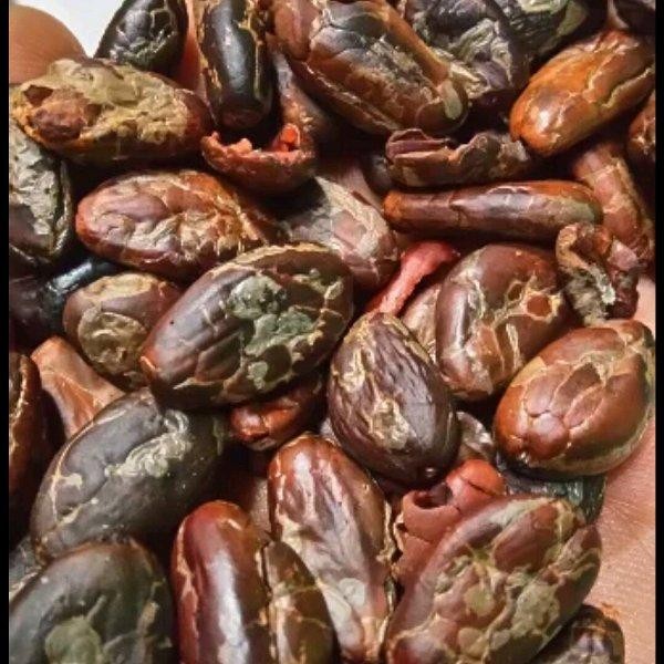 

[Fresh] Biji Coklat Roasted atau Kupas 1kg Kualitas Mantap