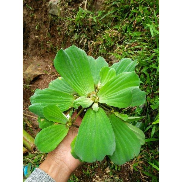 

[Fresh] APU APU BIG SIZE XXL UKURAN BESAR APUAPU KAPUKAPU TANAMAN AQUASCAPE