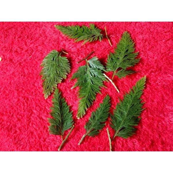 

[Fresh] Daun Pakis Paku Segar Atau Kering Real Pict Per Lembar untuk Craft