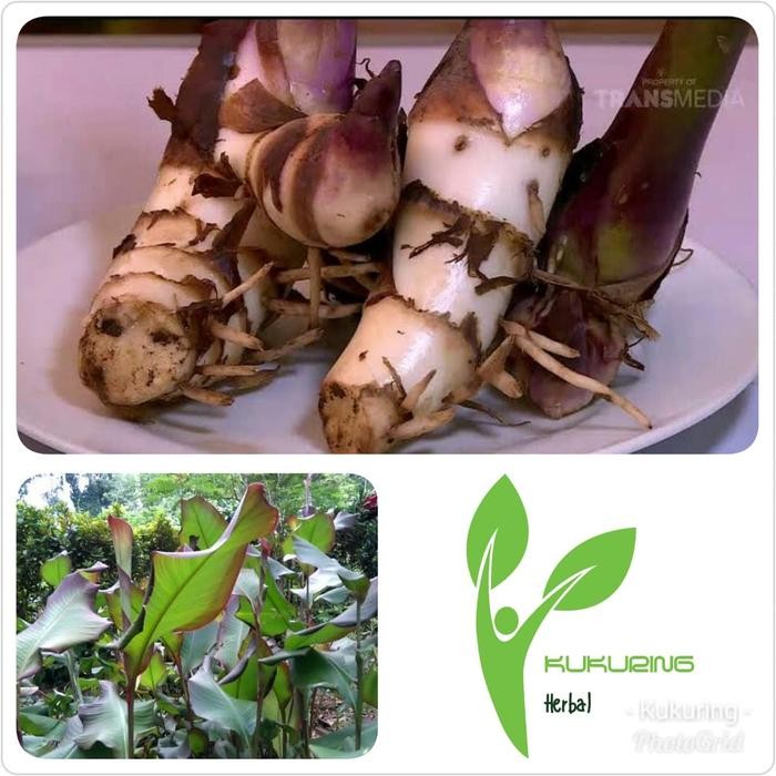 

[Fresh] Umbi Ganyong Segar Ganyo Obat herbal hipertensi dll