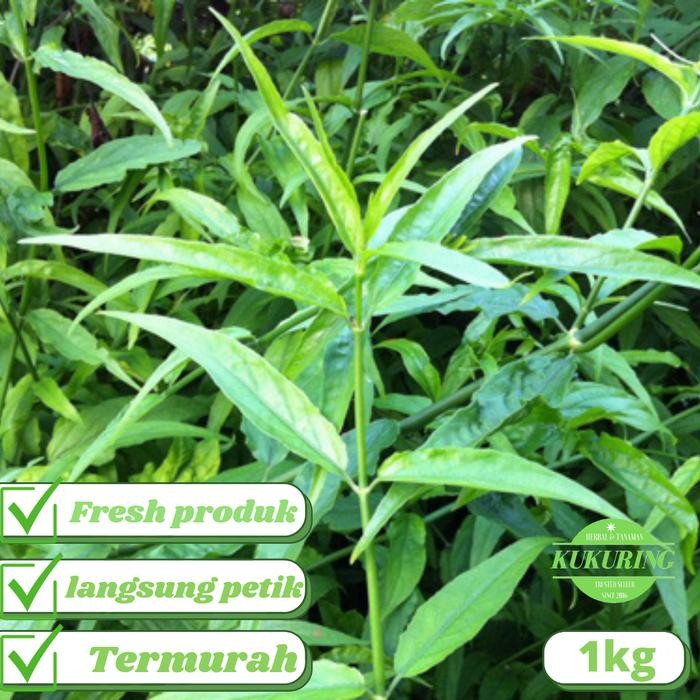 

[Fresh] Daun belalai gajah segar 1 kg petik langsung kirim