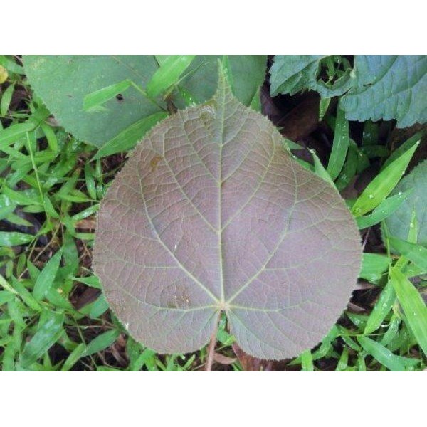 

[Fresh] Murah Daun Waru Kering kemasan 500 gram