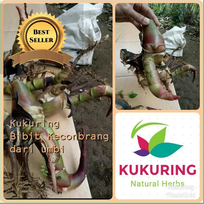

[Fresh] Jual Bibit kecombrang cepat tumbuh dan berbuah Honje