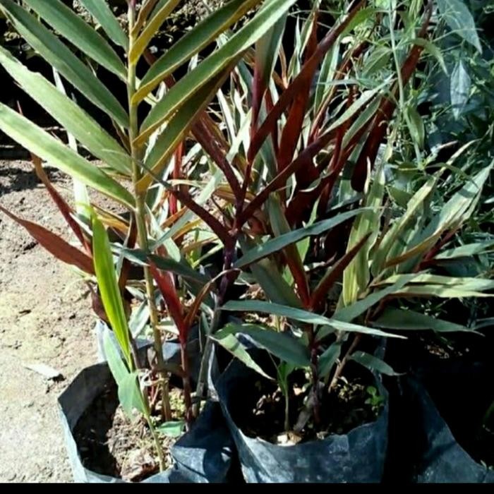 

Bibit Jahe Hitam/ Jahe Wulung Herbal Banyak Manfaat