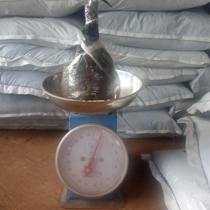 PROMO TANAMN PUCUK MERAH 1 METER/TANAMAN PUCUK MERAH