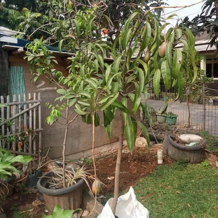 BIBIT BUAH MANGGA ERWIN SUDAH BERBUAH+ BERBUNGA