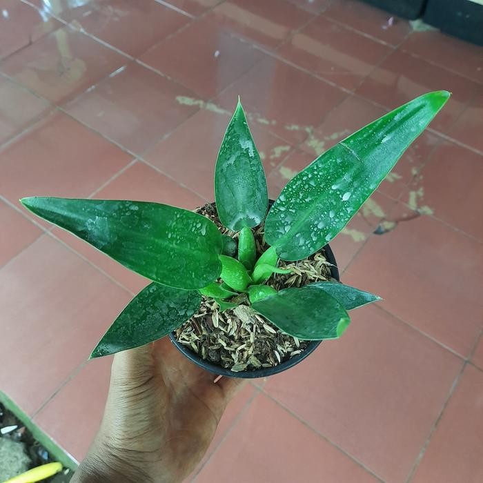 TANAMAN PHILO ECENG KATAK