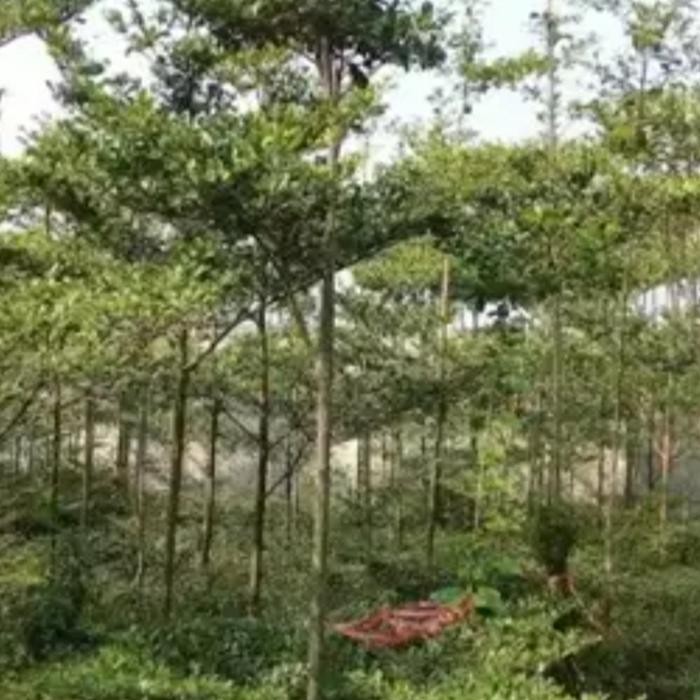 POHON KETAPANG MINI /KETAPANG KENCANA (TINGGI 3 METER)