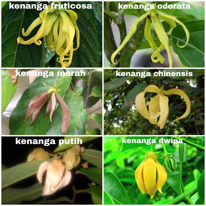 BIBIT TANAMAN KENANGA MERAH LANGKA WANGI