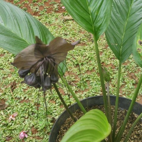 TANAMAN HIAS LANGKA BUNGA KELELAWAR HITAM BLACK BAT