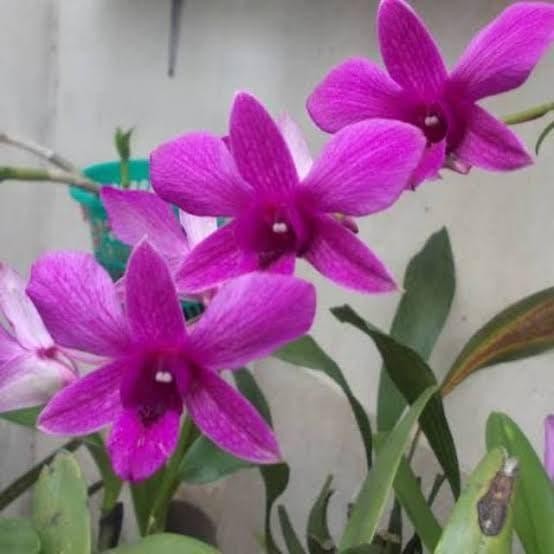 POHON ANGGREK BUNGA UNGU/TANAMAN ANGGREK