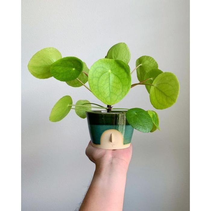 PILEA PEPEROMIOIDES / PILEA PEPEROMIA / PEPEROMIA COIN