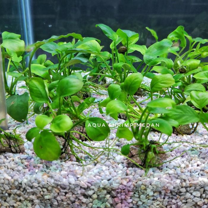 ANUBIAS PETITE