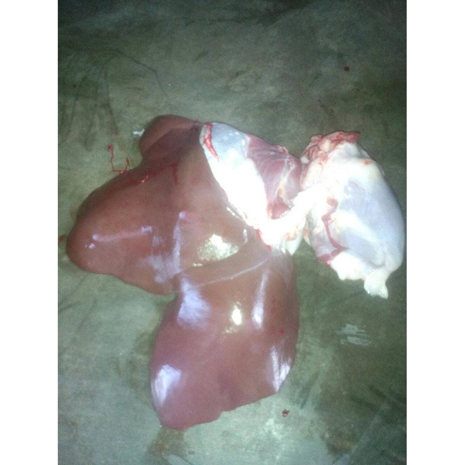 

Ati Kambing Pasti Ori