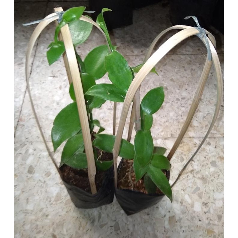 Bibit tanaman vanili/ vanilla