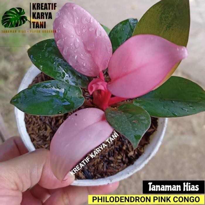 Tanaman hias philodendron pink congo - Philodendron pink congo