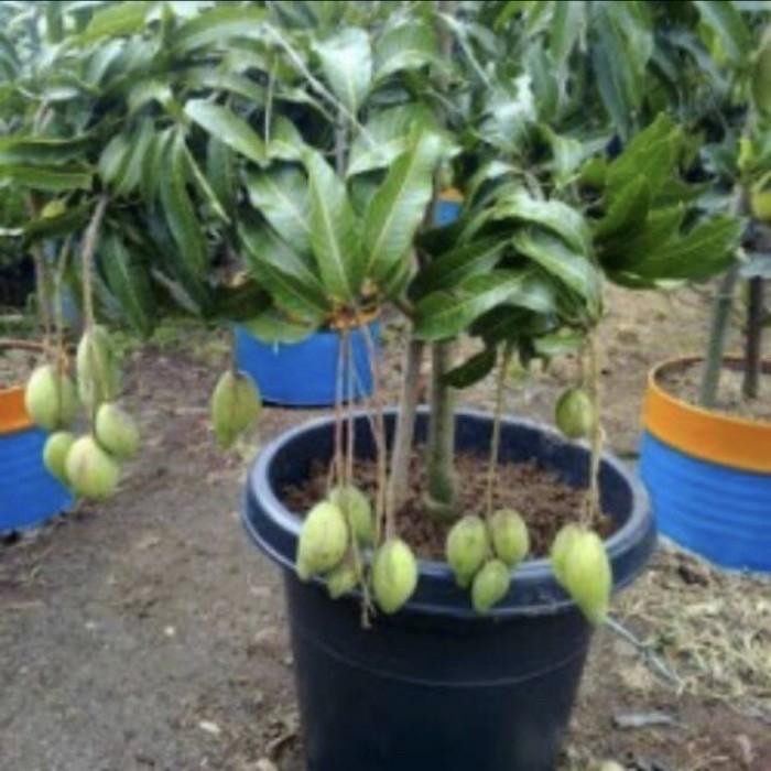 Tanaman buah mangga sudah berbunga // berbuah / pohon mangga