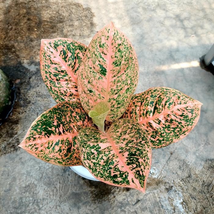Aglonema Stardust Orange