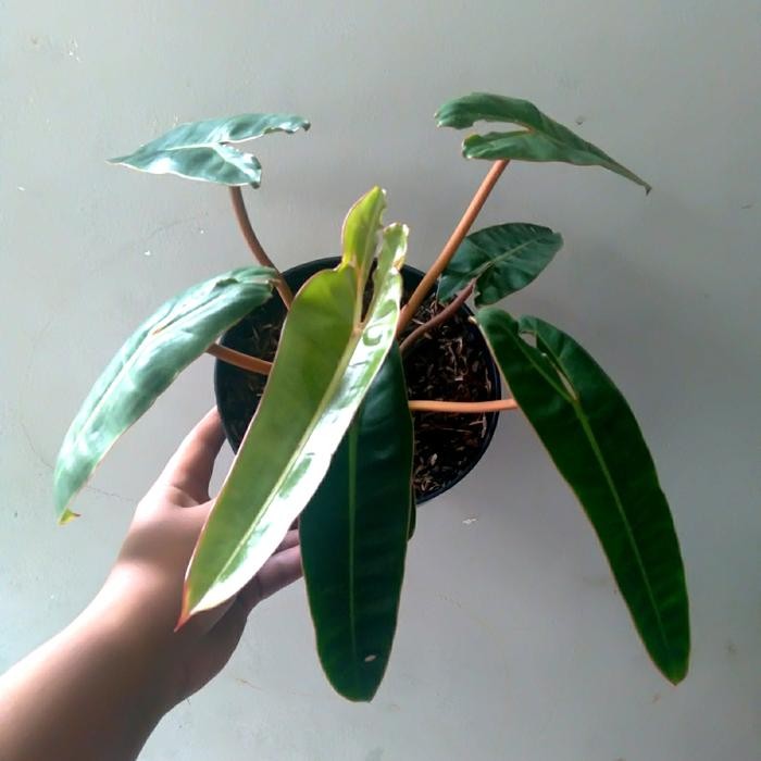 Tanaman Hias Bibit Baby Philodendron Billietiae Kabel Busi