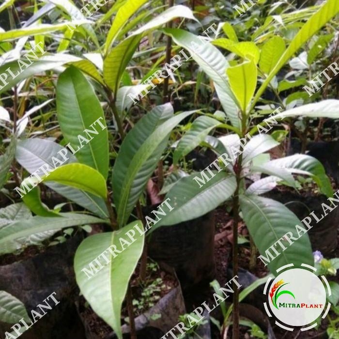 Bibit Pohon Kemang - Tanaman Buah Kemang - Tanaman Buah Langka