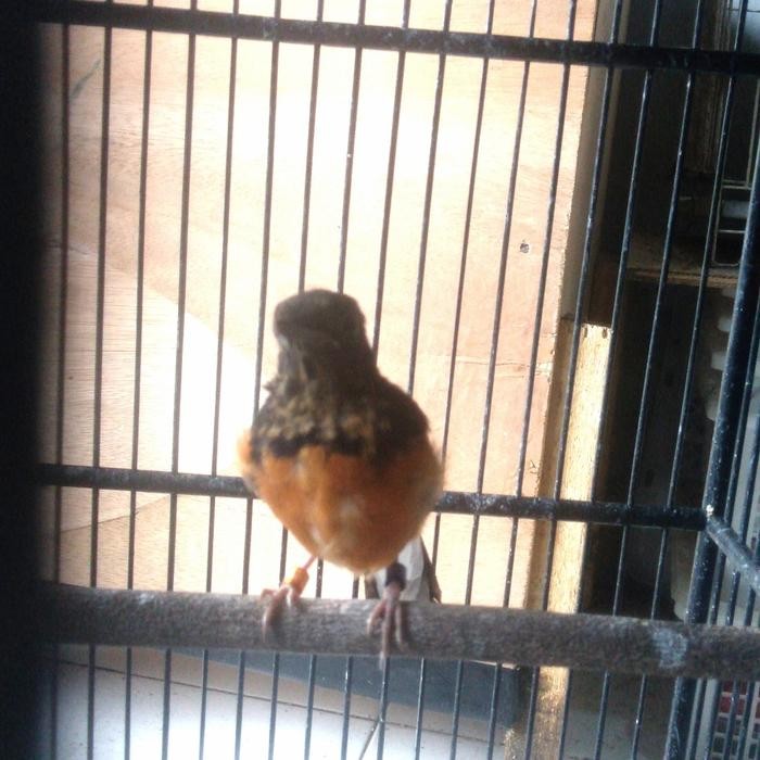 Murai batu jantan blorok