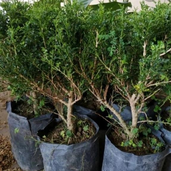 bahan bonsai kemuning mikro-Tanaman hias kemuning