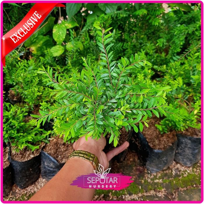 tanaman hias cendrawasih - tanaman bonsai bibit cendrawasih