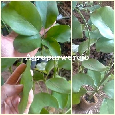 Benih Tanaman Langka Tlogosari - Tanaman Pembawa Rezeki-Bisa di Bonsai