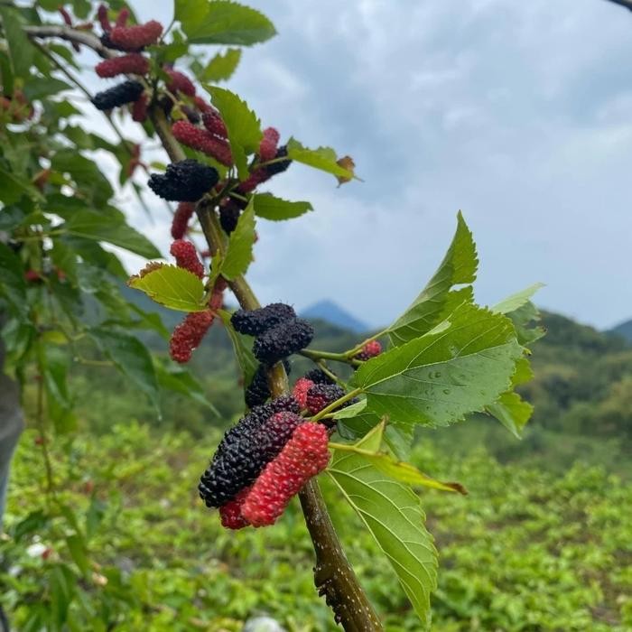 Bibit bonsai Tanaman Buah Murbei / Bibit pohon murbey / Bibit tanaman Mulberry