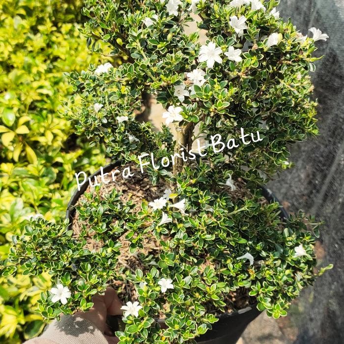 Bonsai Tanaman Mirten Melati Jepang XL