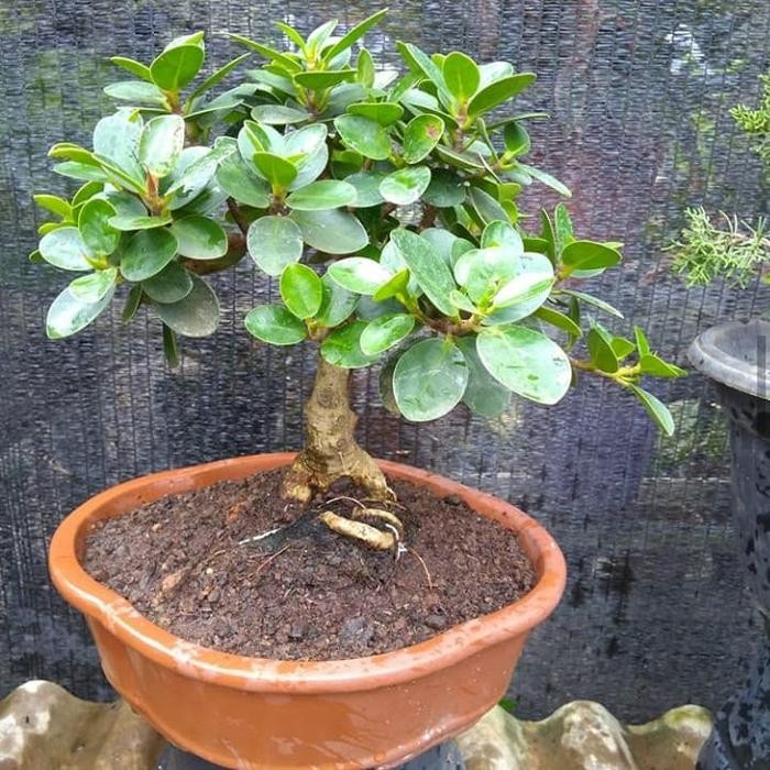 Tanaman Bonsai Bringin Dolar