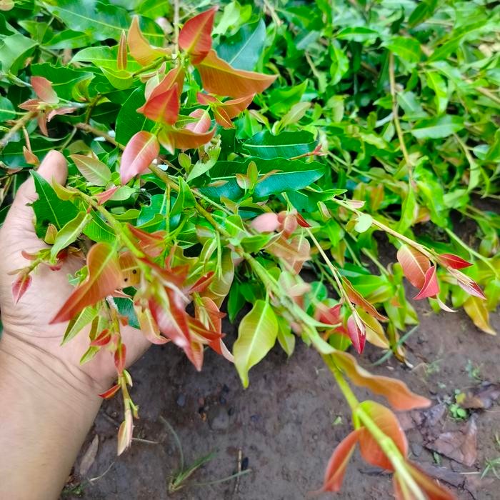 Ficus concinna (Bunut micro pupus merah) bahan bonsai &tanaman hias