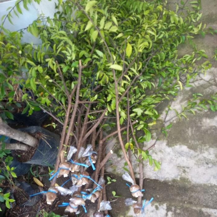 bibit tanaman bonsai anting putri stek biji cangkok