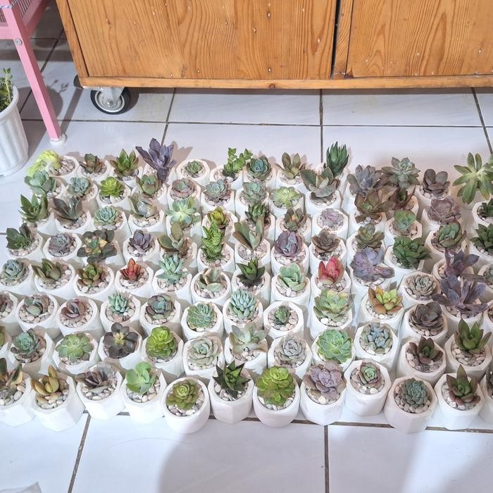 Tanaman Hias Kaktus Sukulen Mini Asli Best Seller