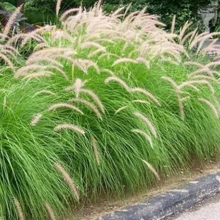 Tanaman Ekor Kuda/Ilalang Ekor Kuda/Alang Alang Ekor Kuda/Tanaman Hias Best Seller