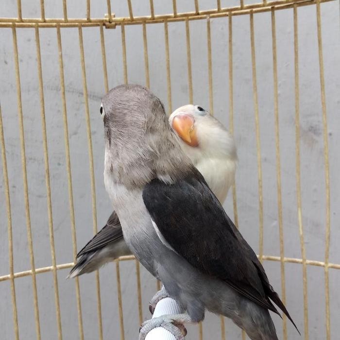 love Bird burung Batman Paud Anakan khusus dan