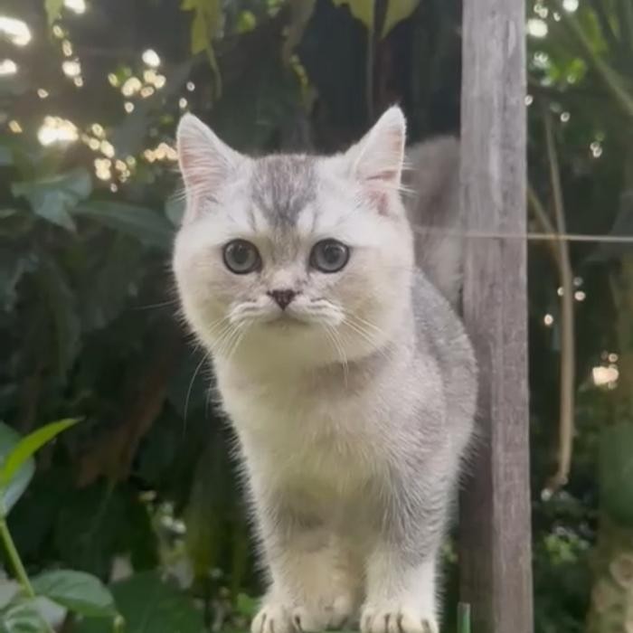 NEW KITTEN BSH SILVER MALE BRITISH SHORT HAIR SILVER [terbaik][terlaris]
