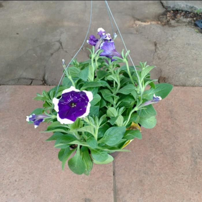 bunga gantung petunia