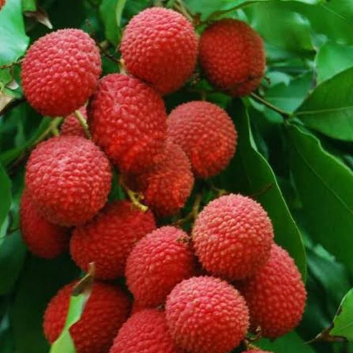 Bibit Pohon Leci Kom Merah Super / Pohon Leci Cangkok Unggul